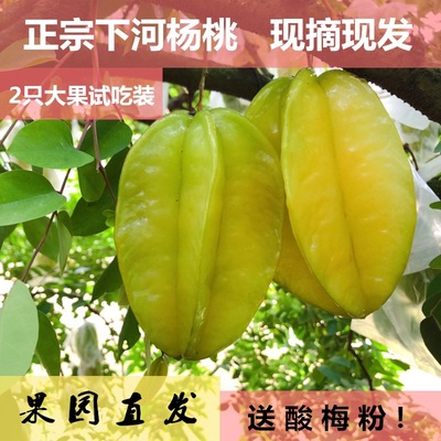 支点农业福建下河杨桃1斤2只大果试吃装当季新鲜水果包邮一件代发|ms