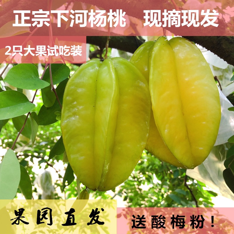 支点农业福建下河杨桃1斤2只大果试吃装当季新鲜水果包邮一件代发|ms