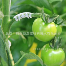 番茄固定夹辣椒黄瓜茄子茎夹卡扣荷兰技术高端立体栽培