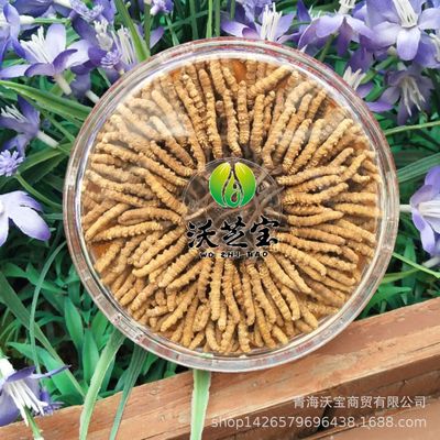 沃芝宝精品7根/每克冬虫夏草足干传统虫草供应一手货源厂家直销