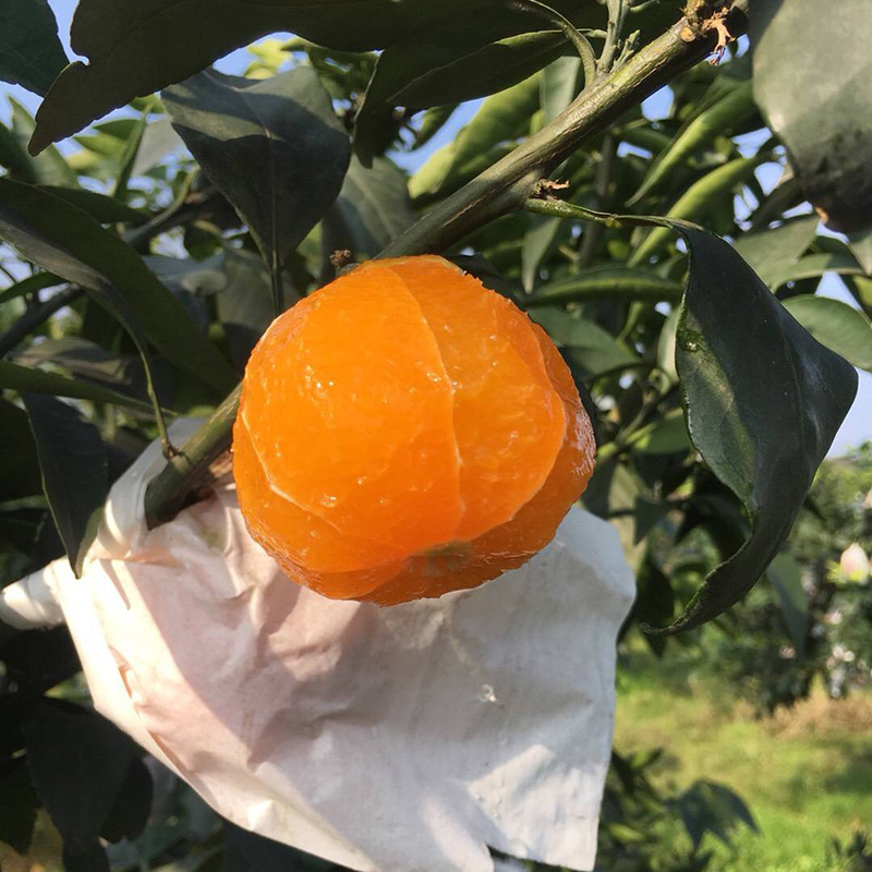 Ehime 38 Orange fresh fruit Orange jelly fruit Manufactor wholesale