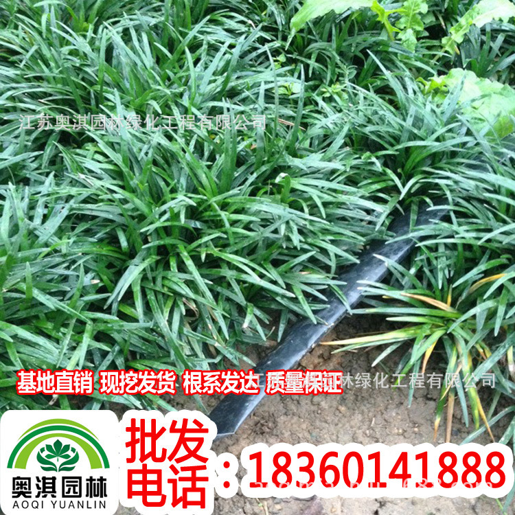 supply green Seedlings Japonicus,Zephyranthes,Spring,Hibiscus,Sophora japonica,cherry blossoms,Lagerstroemia