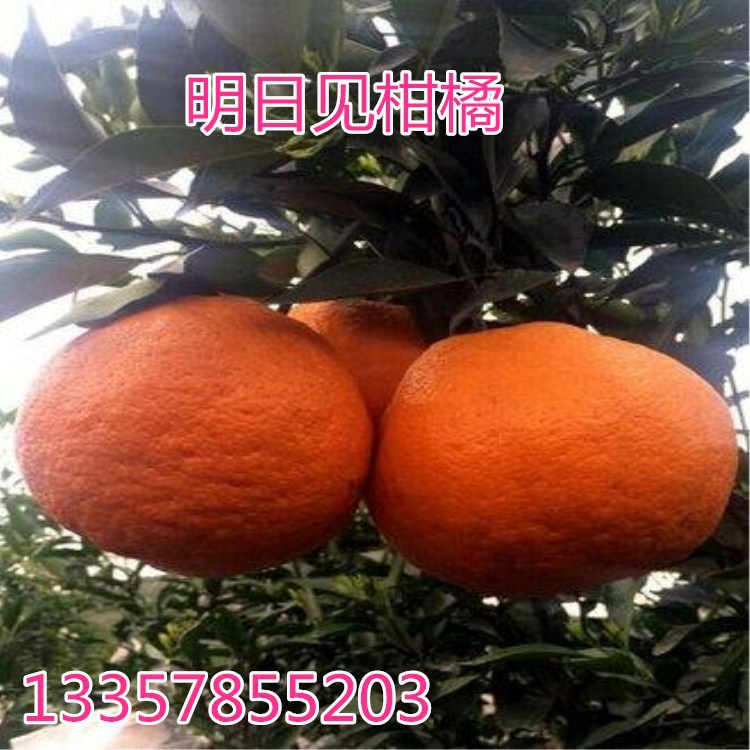 日本引进明日见柑橘树苗，探寻未来振兴柑橘产业的希望