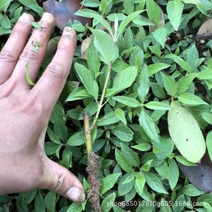 �t��ľ���� �������l �@�־G��ֲ�� �^�U��ɫ��ľ