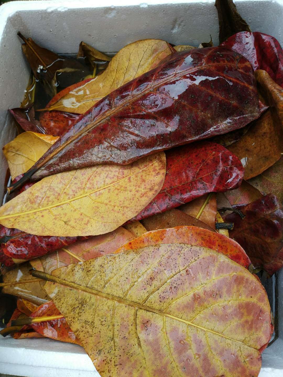 改善水质ph值_天然榄仁叶乌龟泰国中国七彩短鲷改善水质懒人叶- 阿里巴巴