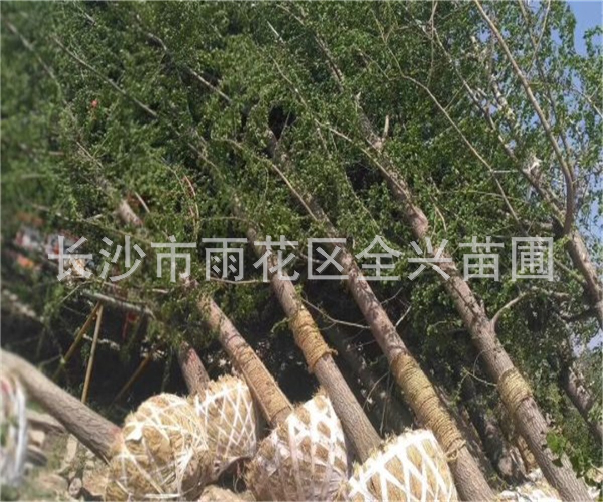 mmexport1533088273012