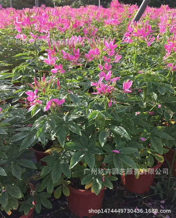 Пьяный Бабочка Цветок Просмотр Растения Пастбища Просмотр цветов Горшечное растение Парк Двор Пейзаж Офис Зеленые Растения