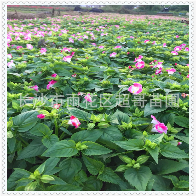 草类植物 草类植物价格 最新草类植物批发报价 种苗花卉网