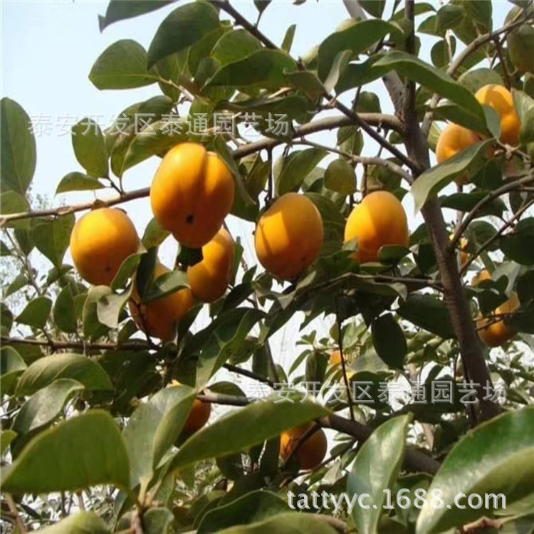 出售嫁接甜柿柿子苗 即食不涩柿子苗 富有 次郎 太秋甜柿