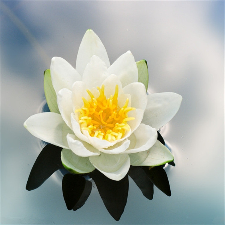 厂家直供免费拿样 雪莲香型 花香香精护肤香精 日化香精