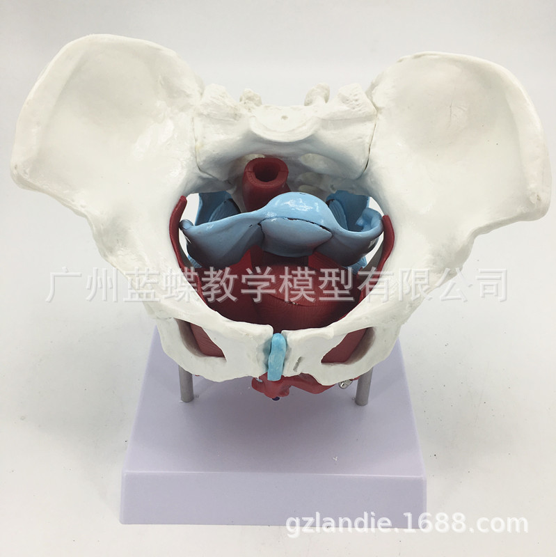 盆膈的位置图片,膈肌在什么位置图片,盆膈(第4页)_大山谷图库