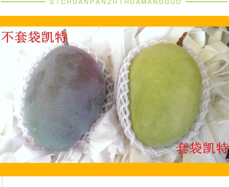 凯特芒果_14