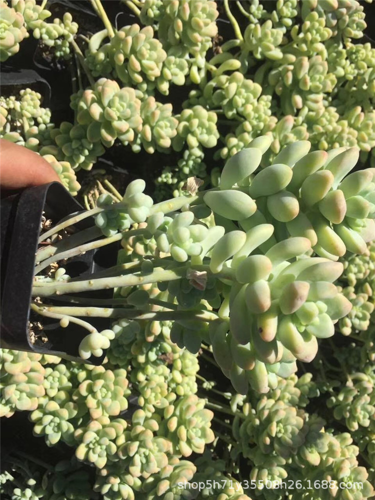 办公绿植租摆，让空间变得更加生机盎然