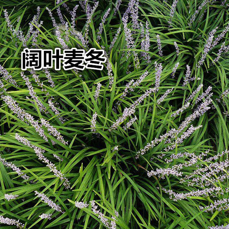 麦冬草 细叶阔叶银边银叶中叶麦冬草 矮麦冬 沿阶草 玉龙草 丹麦|ru