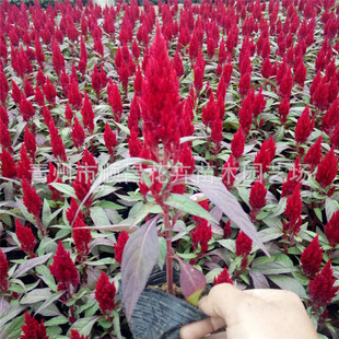 �u�ڻ� �������Ի���ֱ���r��ݻ��u�ڻ� �t�~һ֧�P ���l