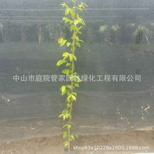 Base Direct Sales, Shijunzi, Shijunzi, Fragrant Vine, Garlic Vine, Fufang Vine, Various Climbing Vine Greening Quotations