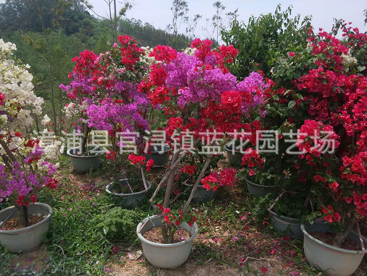 多色三角梅,价格480元 (1).jpg