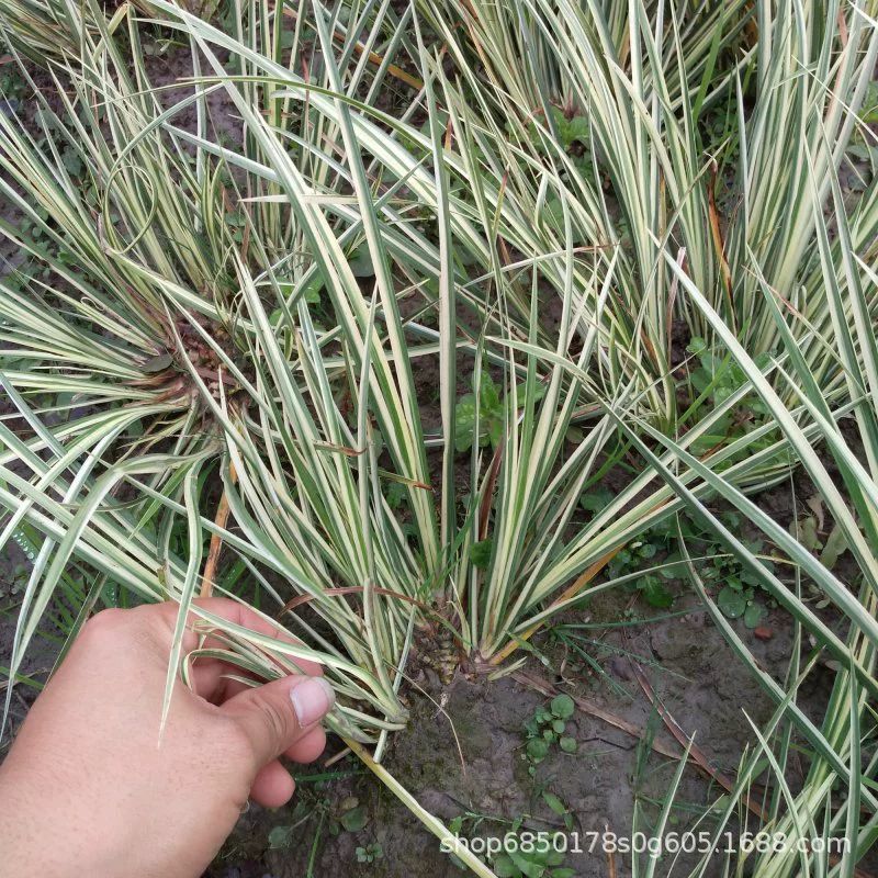 Питомник оптом Серебряный Acorus Tatarinowii Groundcover Plants