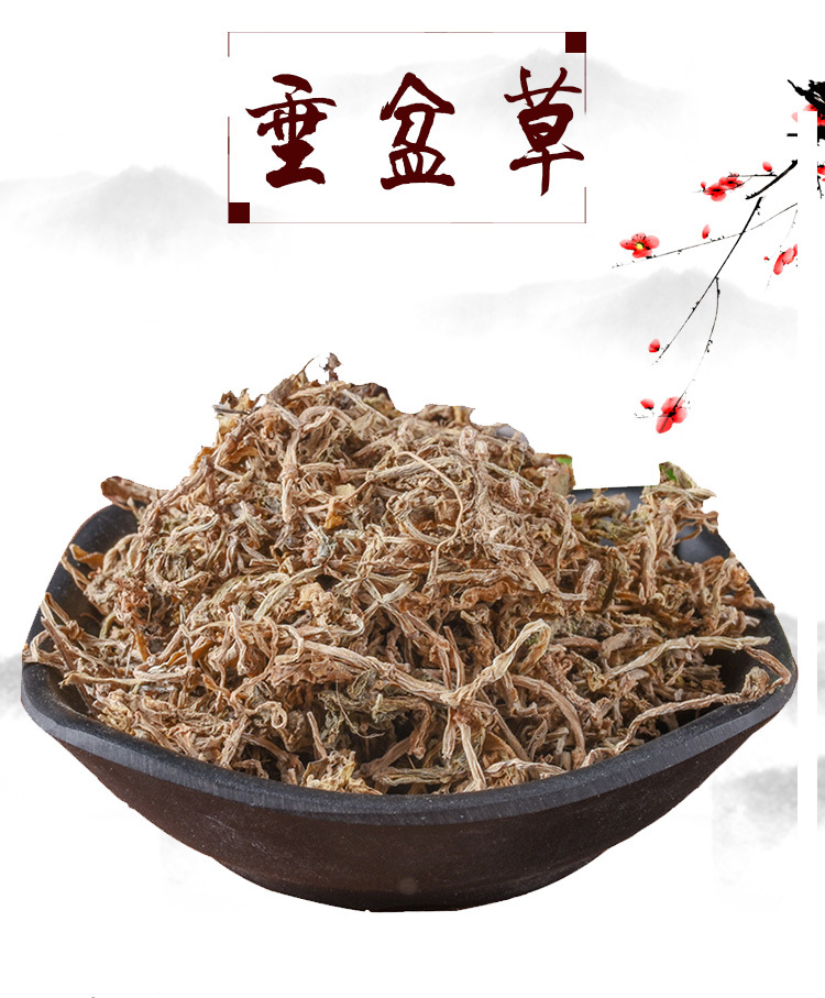 Chui Pen Cao (Sedum sarmentosum) — Dried Chinese Stonecrop Herb, 500g Bulk Food Herb key features