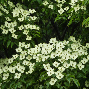 ɢ�b�²����ջ��N�� ���ջ� ɽ��֦ʯ�� ��÷ �u��Ӄ��|�G����N