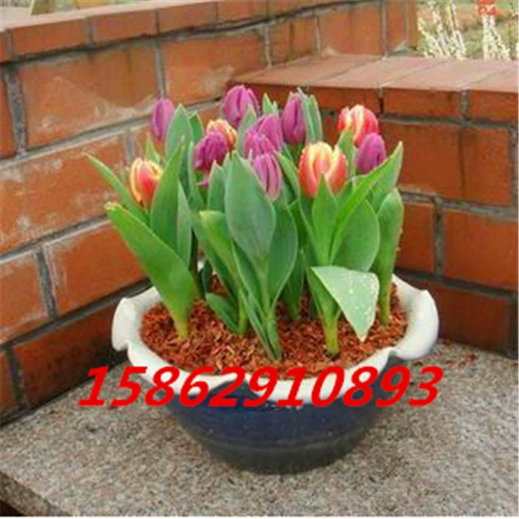 Тюльпан луковицы 11-12 + Тюльпан многоцветный гидропонной культуры почвы цветок зеленый луковицы