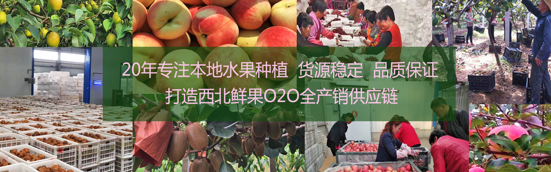 种植大图600