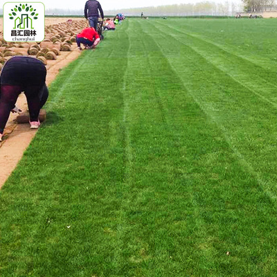 基地批发带泥草坪 马尼拉四季青狗牙根百慕大果岭草绿化草坪
