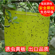 杀虫板 诱虫板 粘虫板 黄板 出口品质 有机茶叶果蔬必用20*40cm