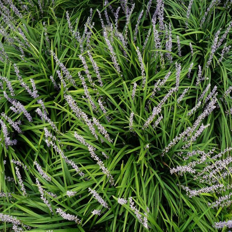 Оптовая продажа оптом Ophiopogon japonicus газон, трава Юлонг, грязевая культура, растения для покрытия почвы, рассада цветов