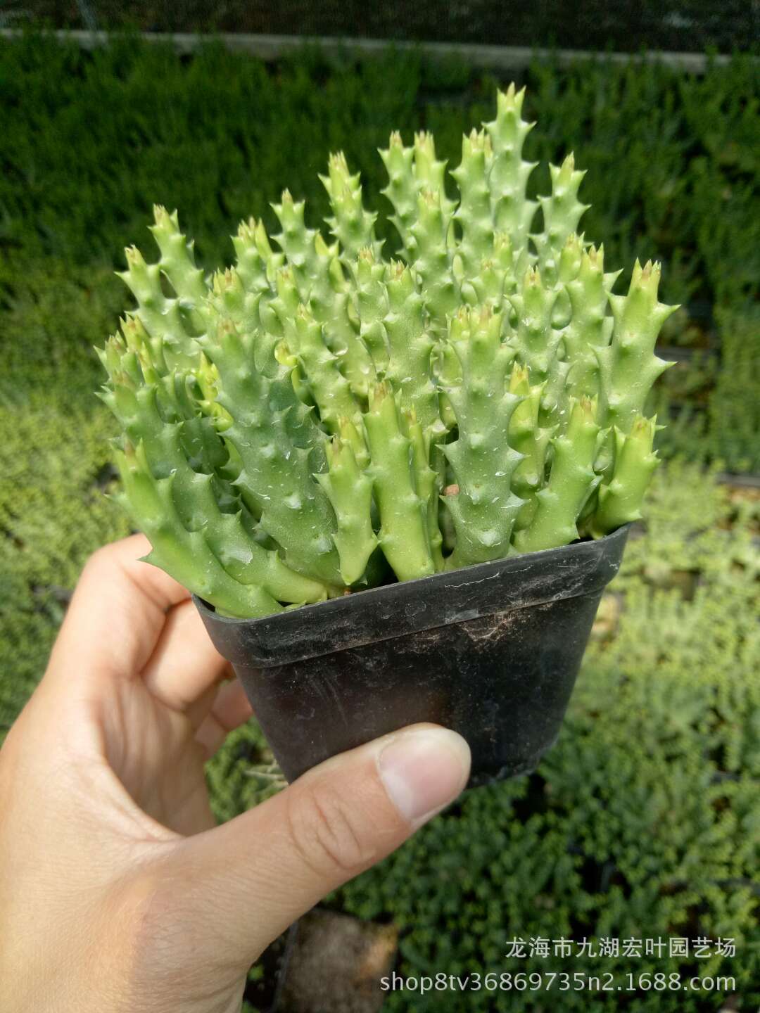 量天尺属,龙骨,种植_大山谷图库