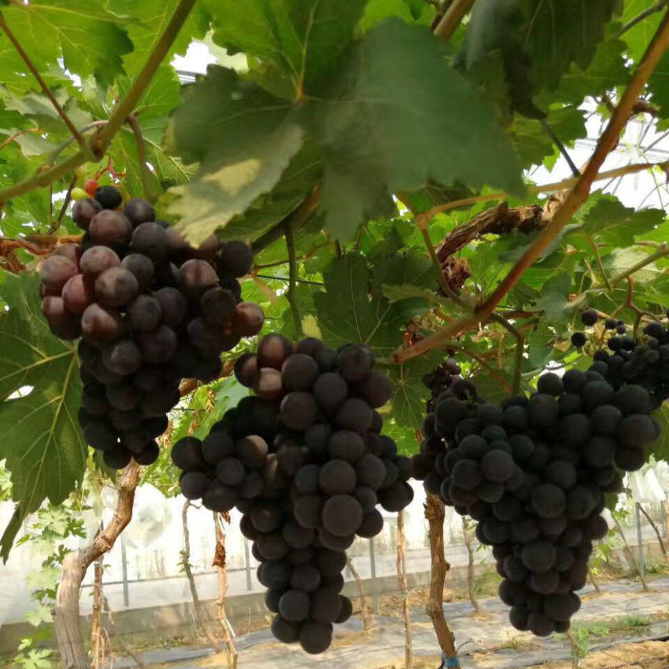 weixintupian_20180826120657_3