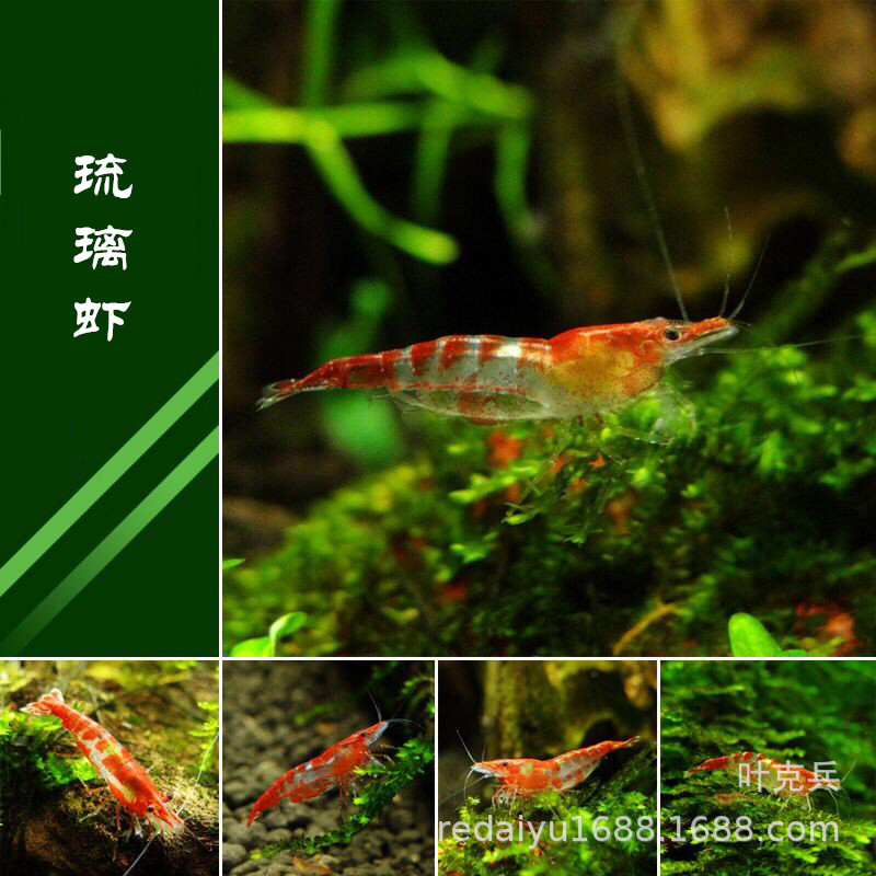 琉璃虾水晶虾观赏虾批发极火虾樱花虾蓝丝绒虾活体包活