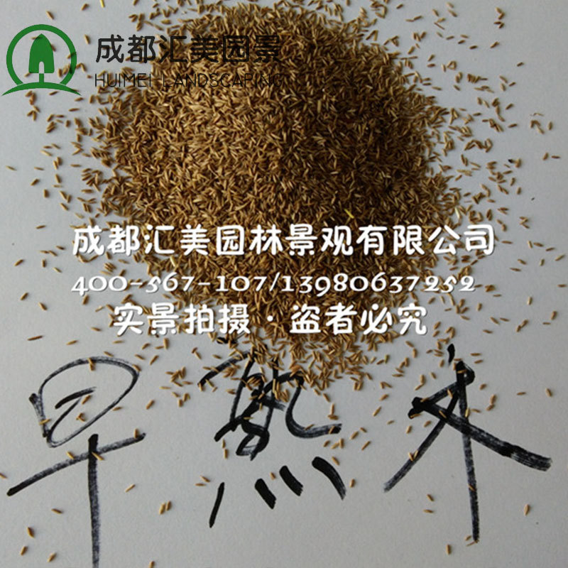 早熟禾草坪种子 进口矮生四季青草籽 耐践踏庭院耐寒不修剪地毯草