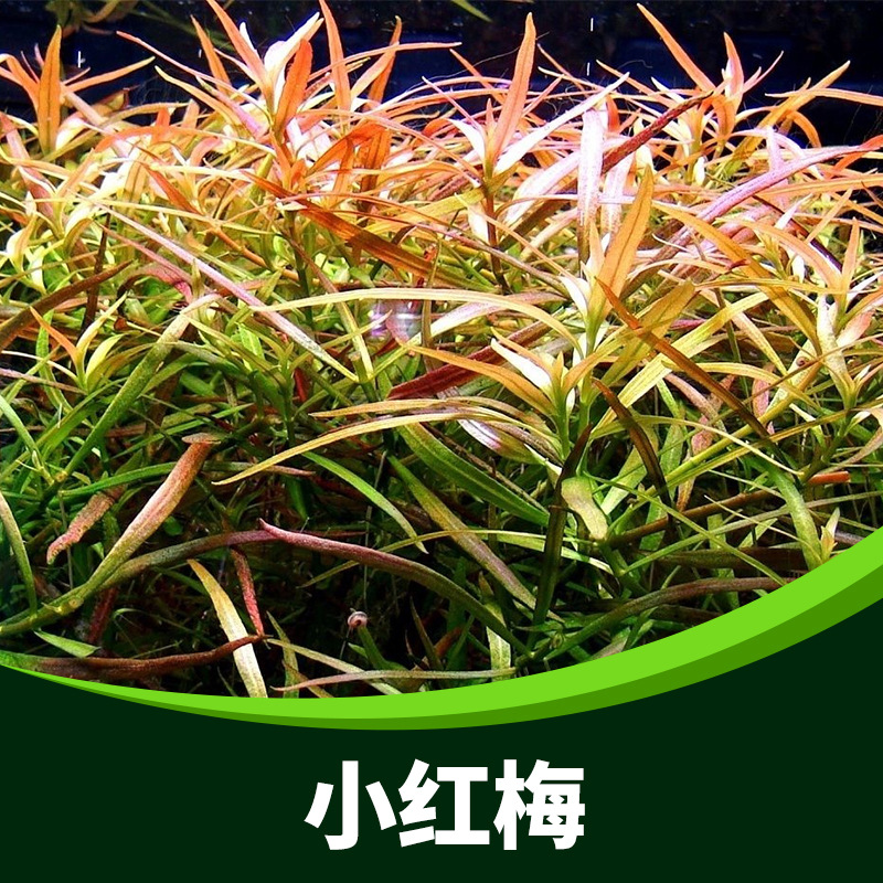 鱼缸水草活体小红梅水草中后景水族箱造景装饰草场批发直销真水草