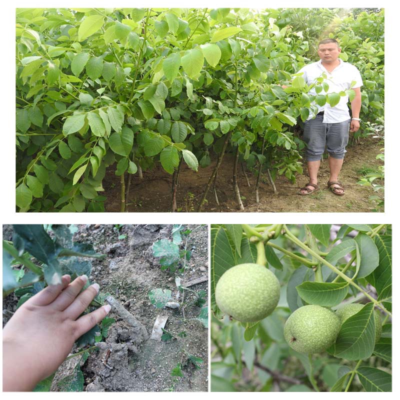 核桃苗山区种植亩产多少冠信提供种植技术香玲核桃苗抗旱能力强