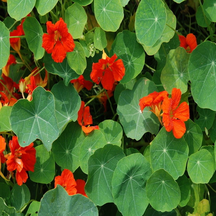 [Садоводство дракона] Семена настурции Golden Lotus Балконная клумба бордюр для цветов горшечные сорта Большая скидка