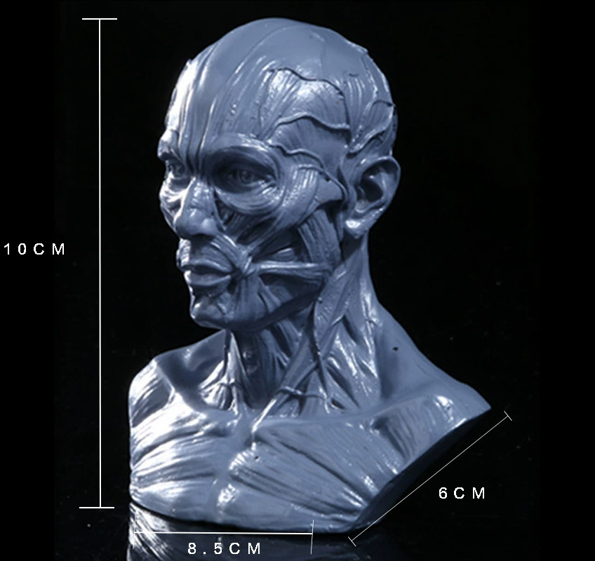 Art Painting Sketch Material Teaching Medicine Moom Human Model Reference Resin Crafts Human Model