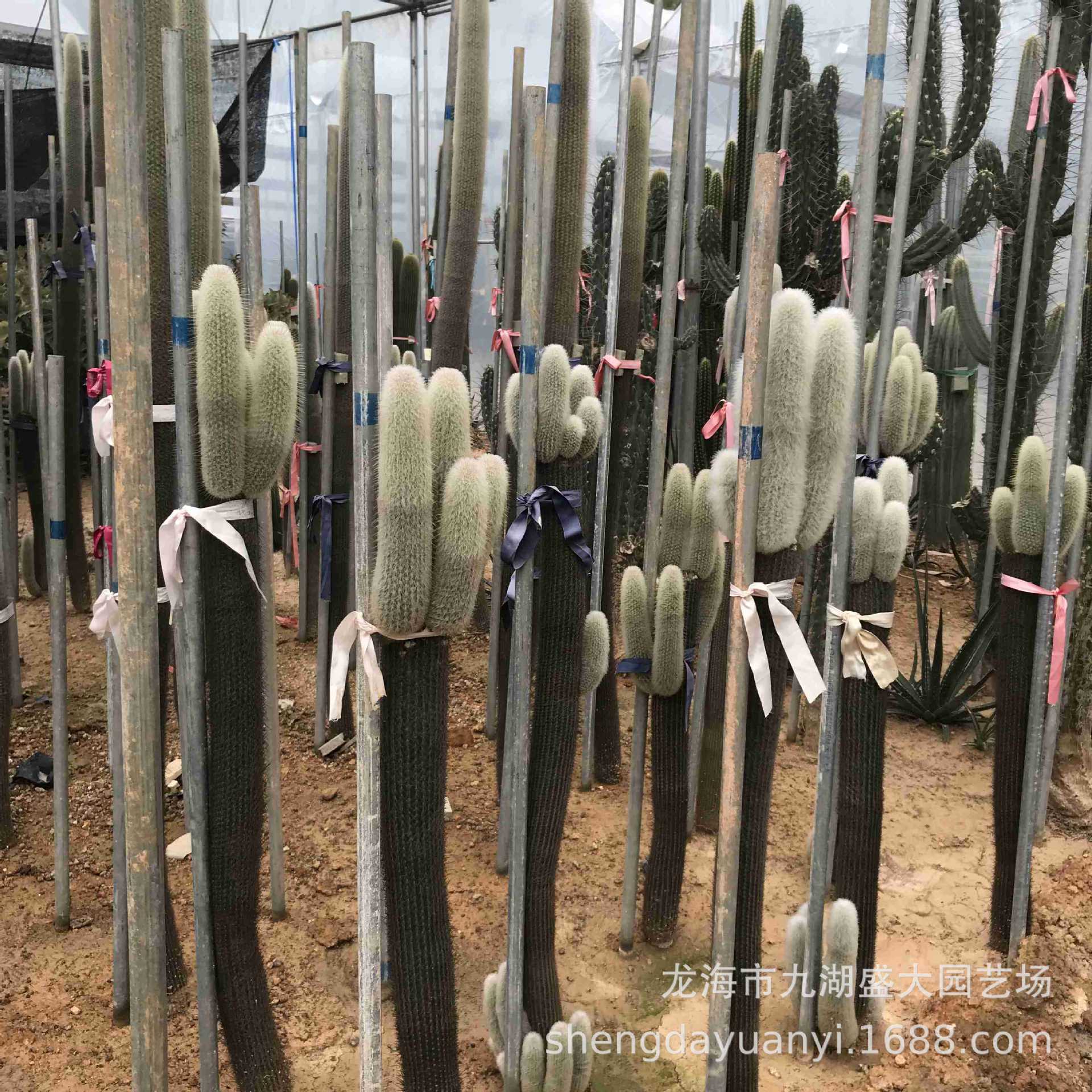 批发大型多浆植物 群生量天尺仙人柱沙生植物 秘鲁苹果仙人掌分叉-阿里巴巴