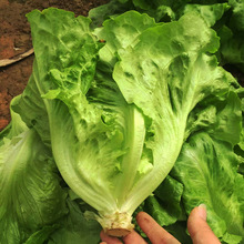 中科茂华蔬菜种子意大利半结球生菜四季种植耐湿阳台