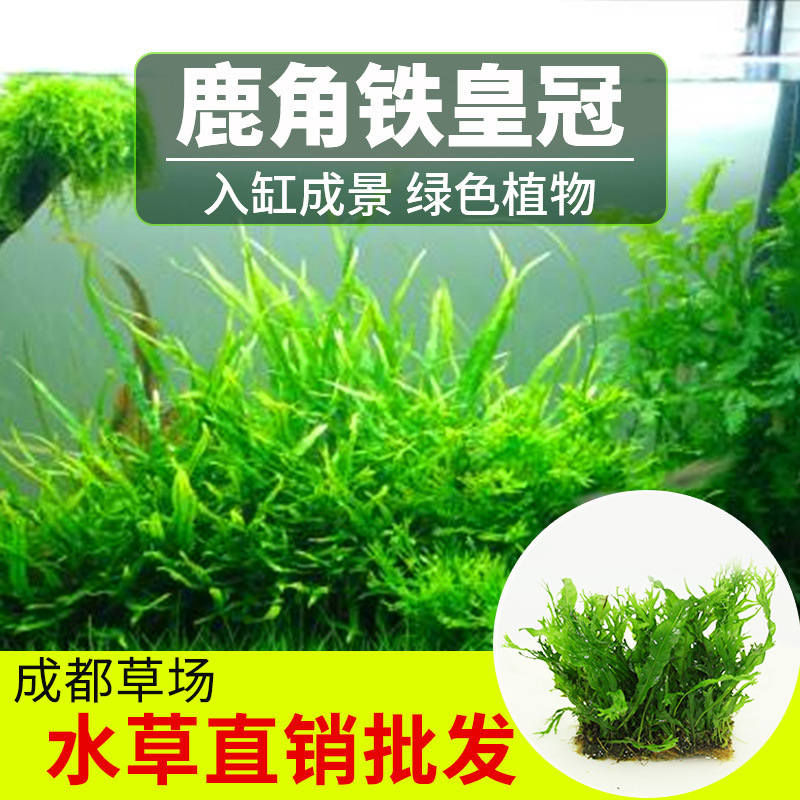 真水草批发鱼缸造景水草鹿角铁皇冠淡水新手水草阴性好养植物代发