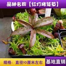 红灯猪笼草 食虫植物 基地直销 种苗批发绿植花卉盆栽【小苗】