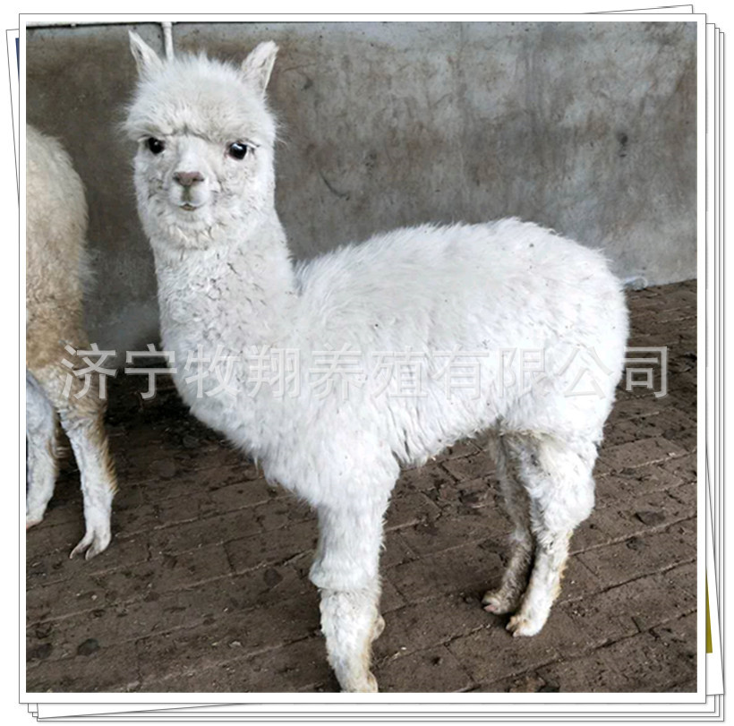 羊驼一只多少钱，双峰骆驼哪有卖的，骑乘的骆驼的价格。