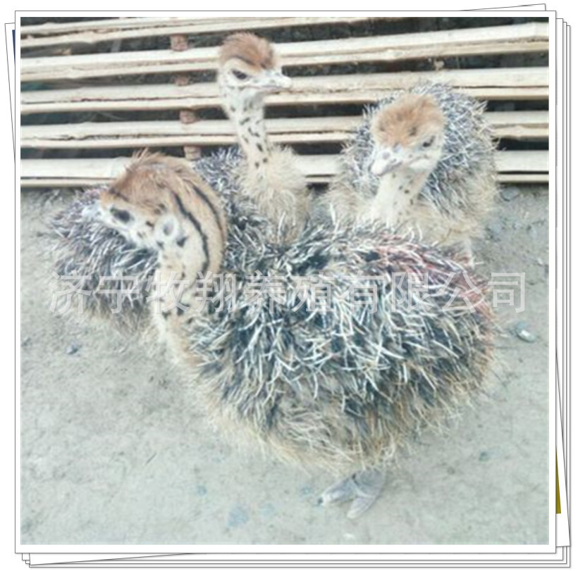 鸵鸟养殖场哪里有 鸵鸟蛋 鸵鸟肉可以吃吗提供鸵鸟苗活体养殖技术