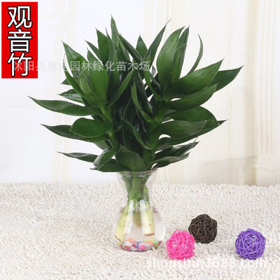 水培植物转运竹富贵竹观音竹卧室净化空气吸甲醛办公桌美观客厅
