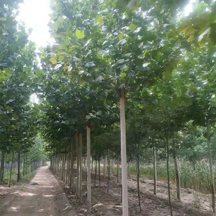 ��ͩ���س���1-25���ַ�ͩ�� ������ͩ���� �е��䷨ͩ��ľ