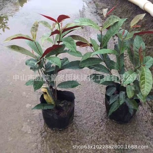 ����ֱ�N �t���� ������ �t�~�� ���~�� �t���� ����С��G����r