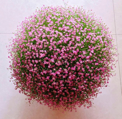 满天星种子易爆盆四季种易活开花不断室内阳台盆栽种子观花卉植物