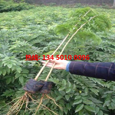 【海南黄花梨树苗价格】 新海南黄花梨树苗价格/批发报价东力沉