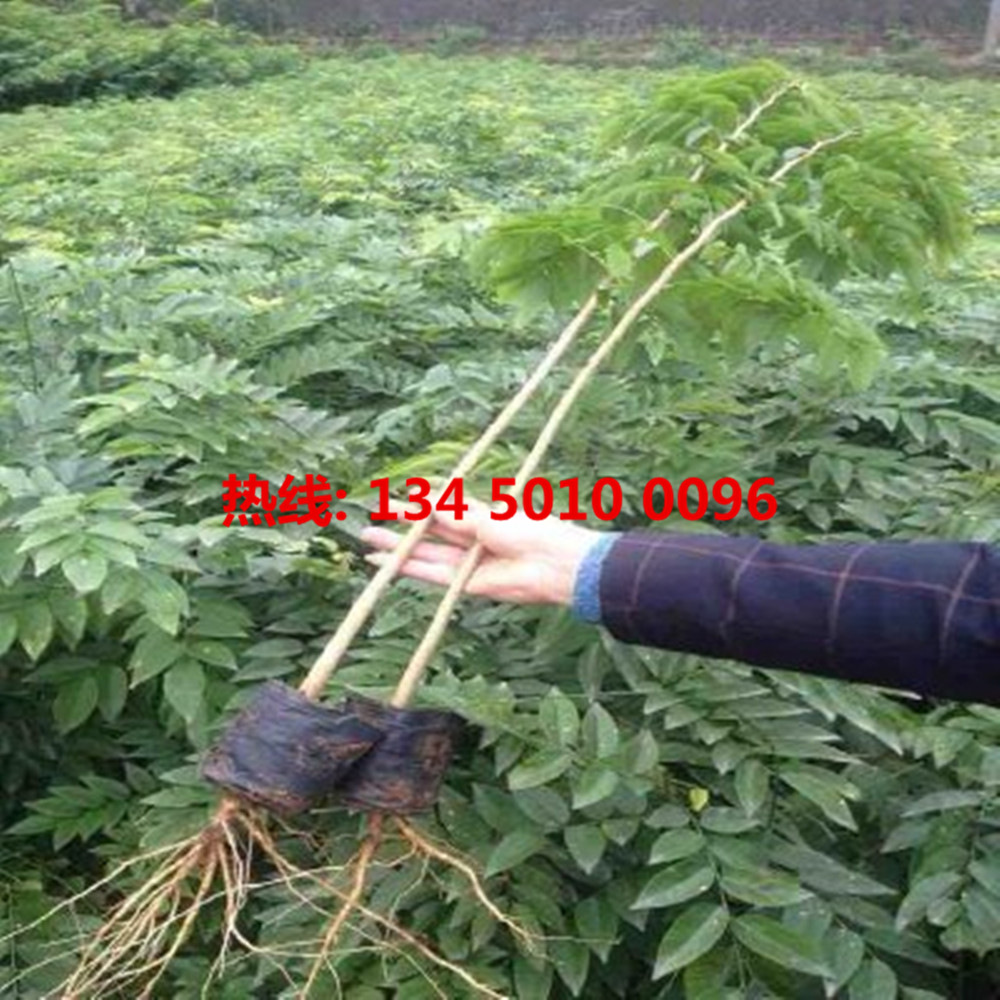 【海南黄花梨树苗价格】 新海南黄花梨树苗价格/批发报价东力沉