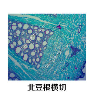 �����@΢�R��ș��� ��Ƭ  ��Ƭ�˱� ���������o�M��